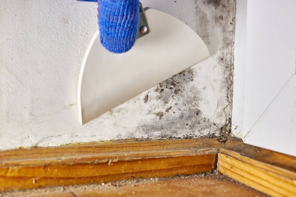 Best Water Damage & Mold Remediation  in Parma Heights, OH